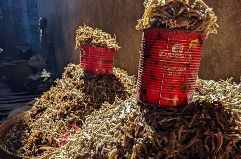 Dried fish – the hidden superfood vital for millions of women and children in Africa