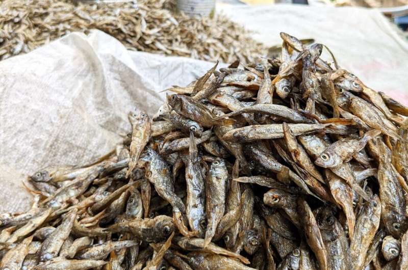 Dried fish – the hidden superfood vital for millions of women and children in Africa