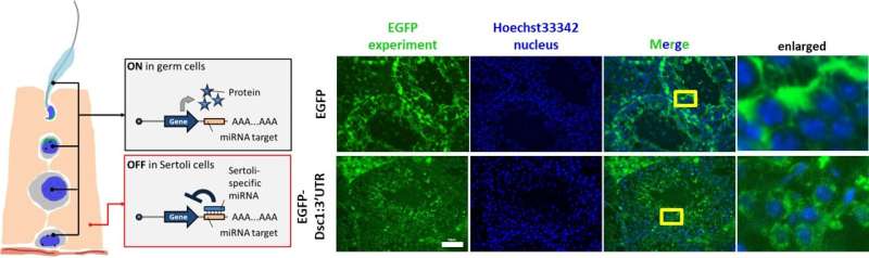 Achieved germ cell-biased expression using miRNA target sequences. Credit: Mashiko et al., 2025. Published in PNAS under CC-BY license. DOI: 10.1073/pnas.2516573122 mRNA therapy restores sperm production and fertility in mice