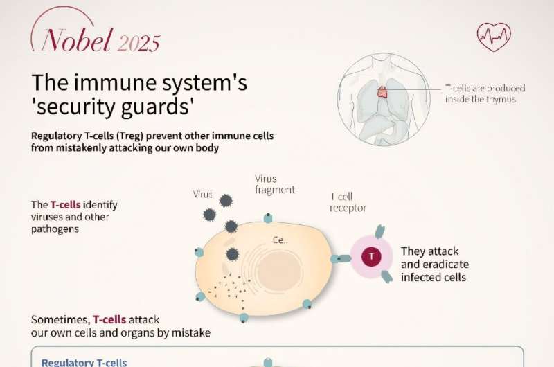 The immune system's 'security guards' The immune system's 'security guards'