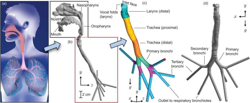 The mechanics of secondary lung infections, explained